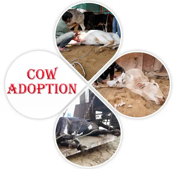 Cow Adoption